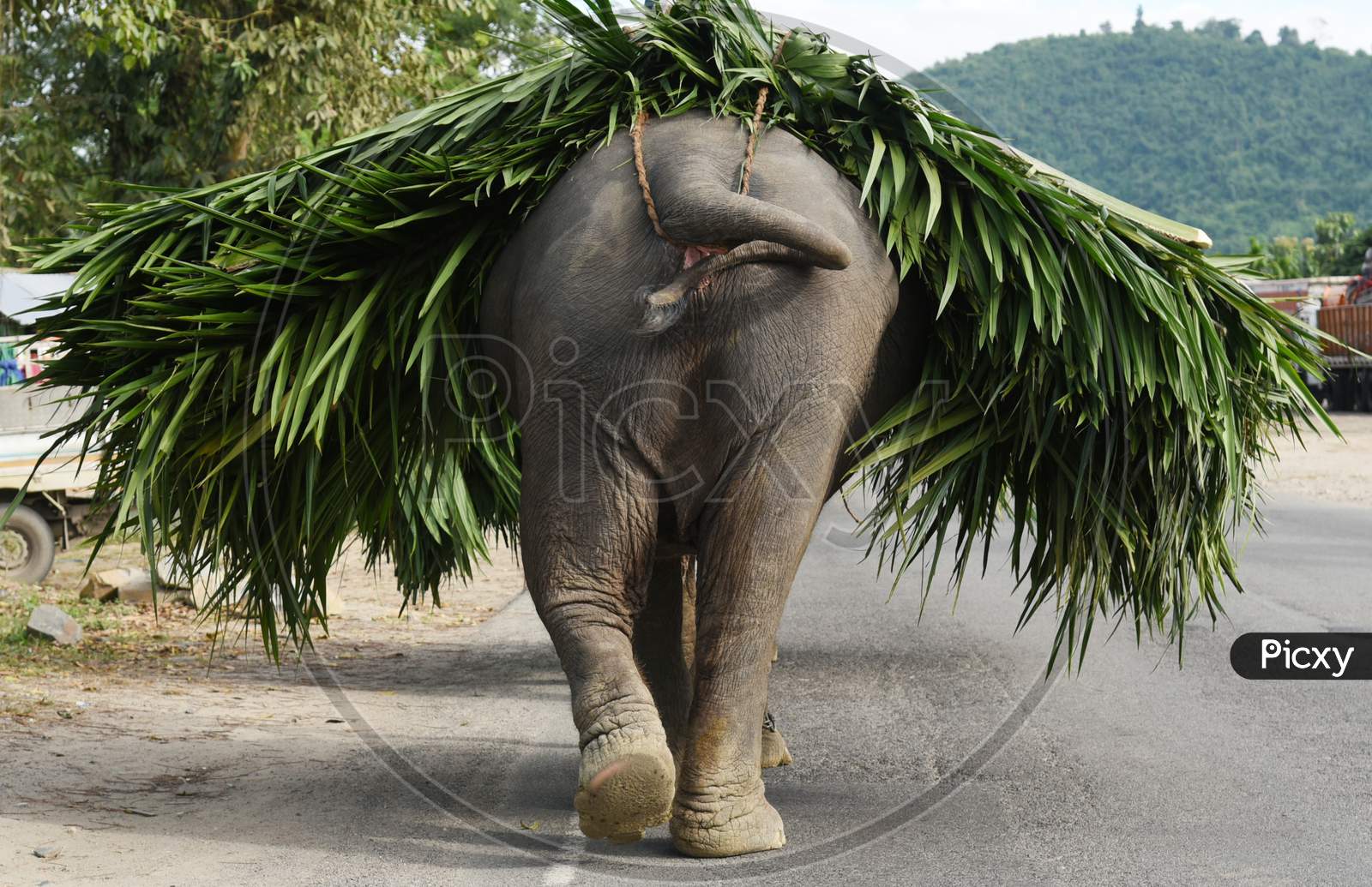 Elephant carry grass