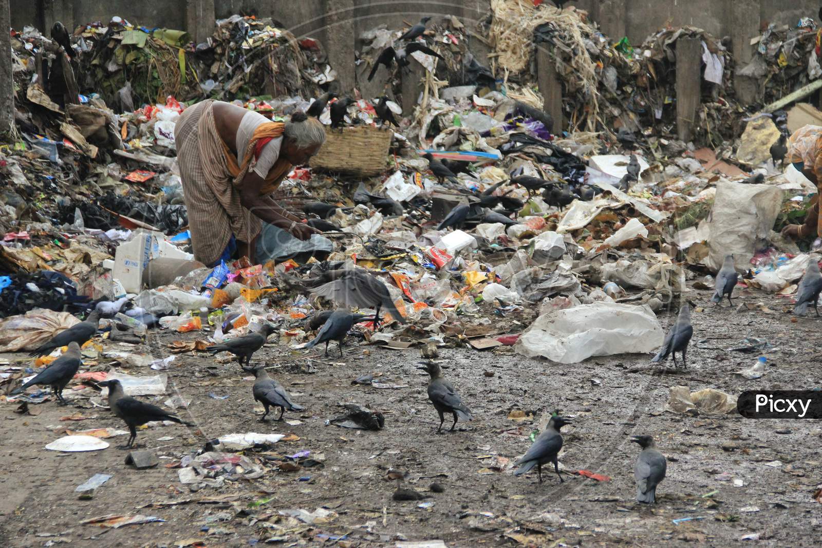 Indian Woman segregating trash