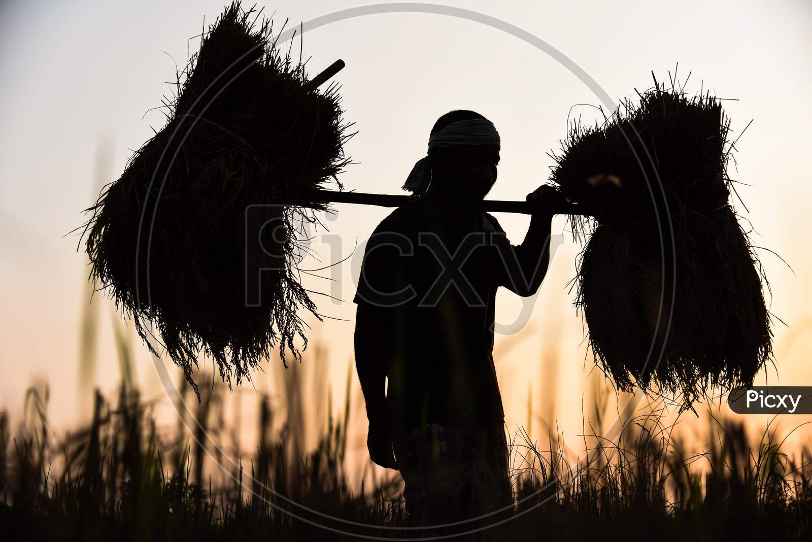 A Farmer Carries His Harvested Paddy During Sunset.