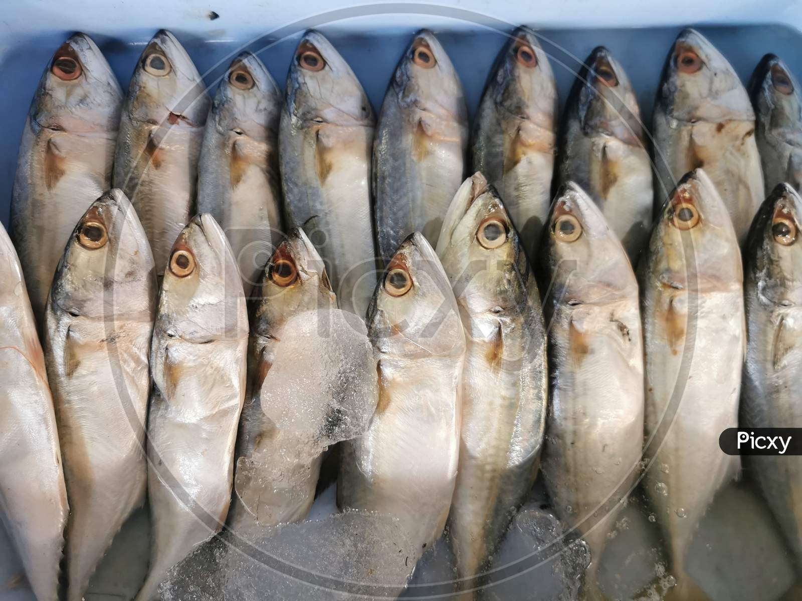 Fish in an Stall Closeup