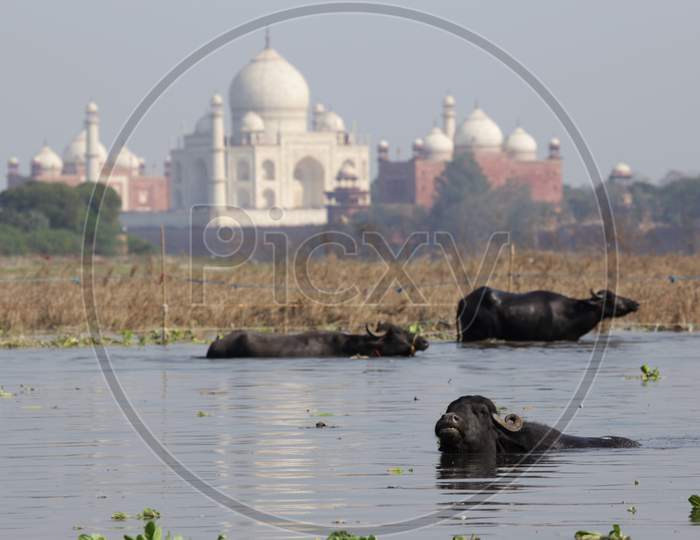 Buffaloes swimming in Yamuna River at Taj Mahal, Agra