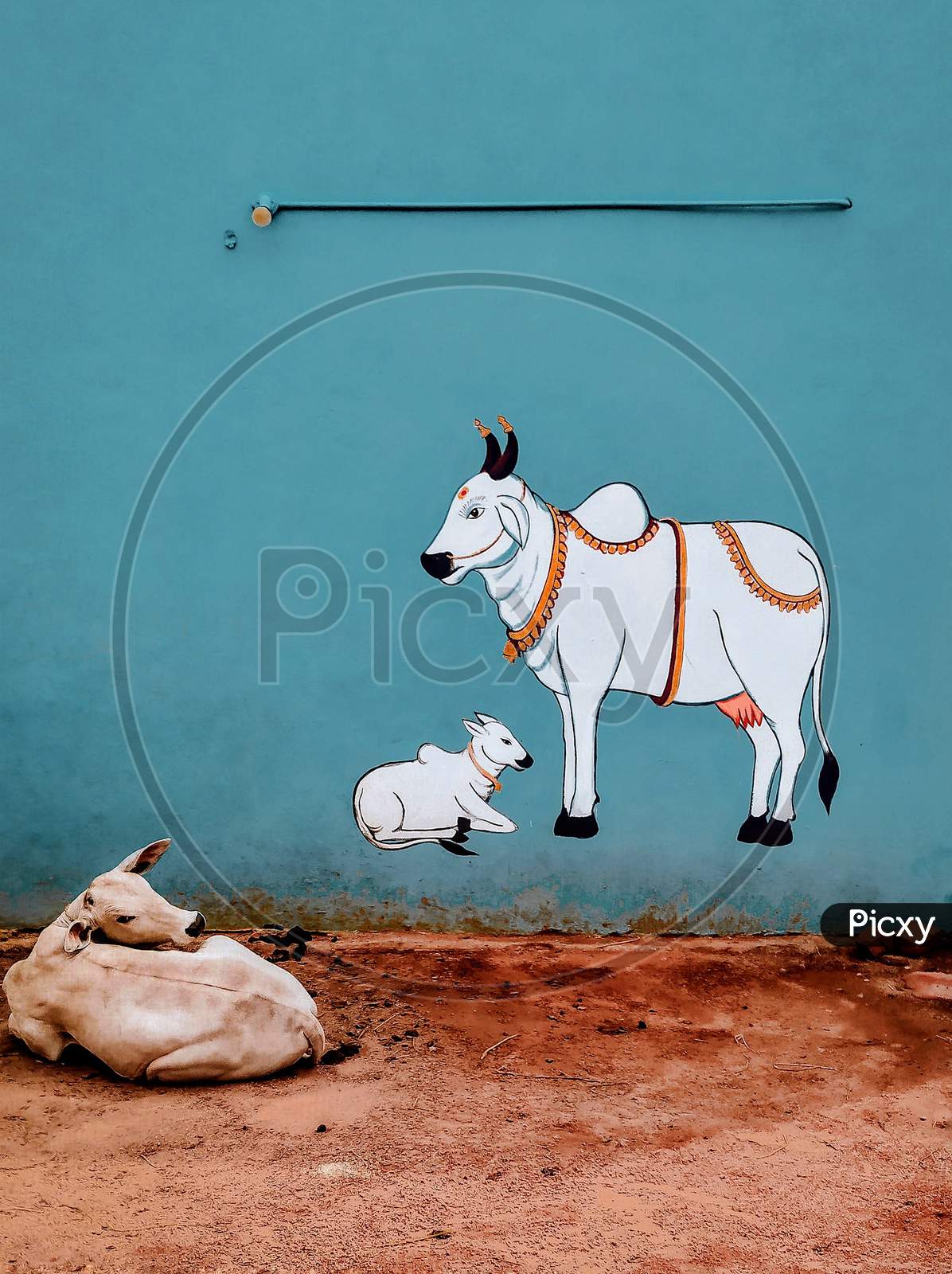 Baby Cow and cow painting