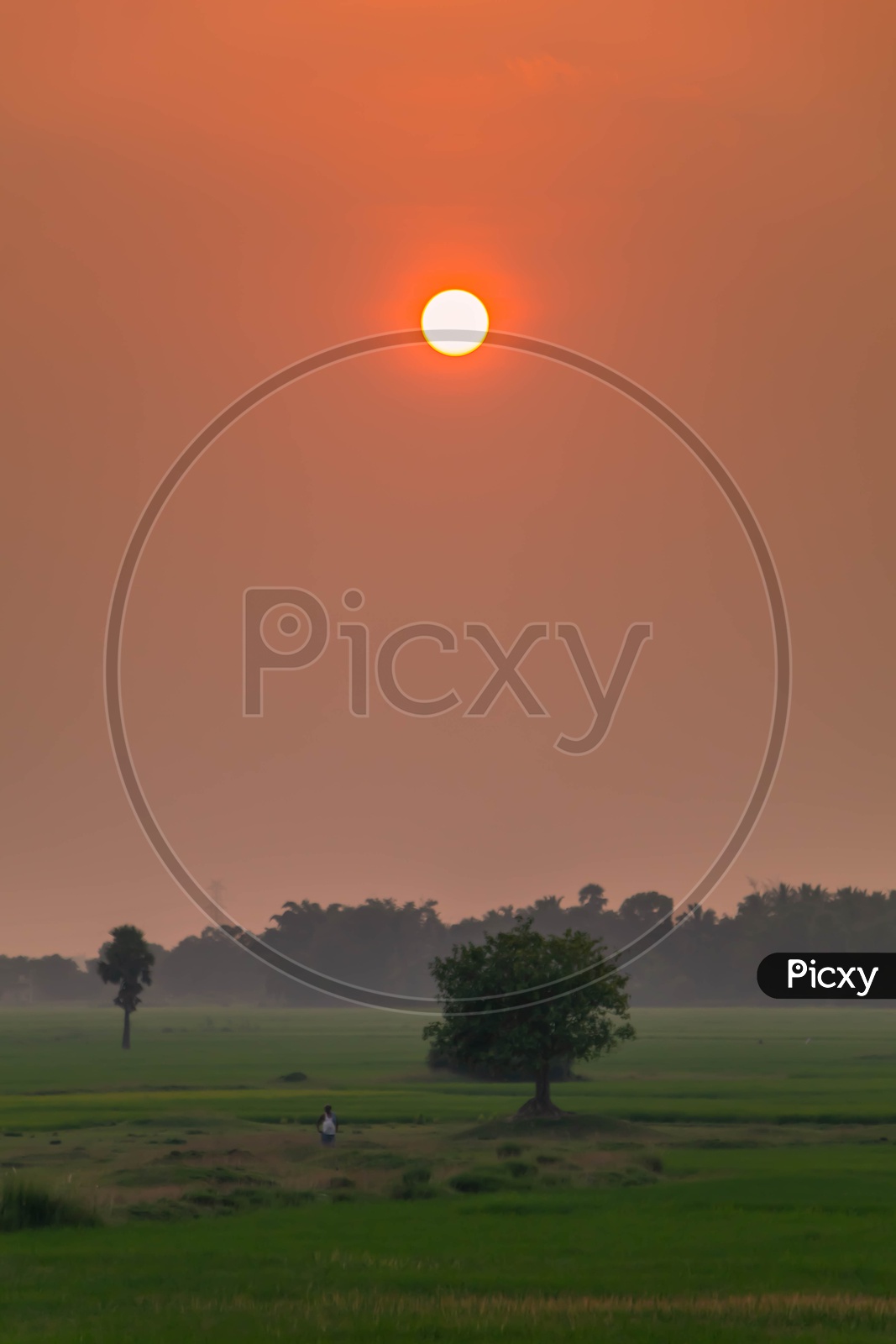 A Farmer walking in Agriculture Fields with Sunset in Background