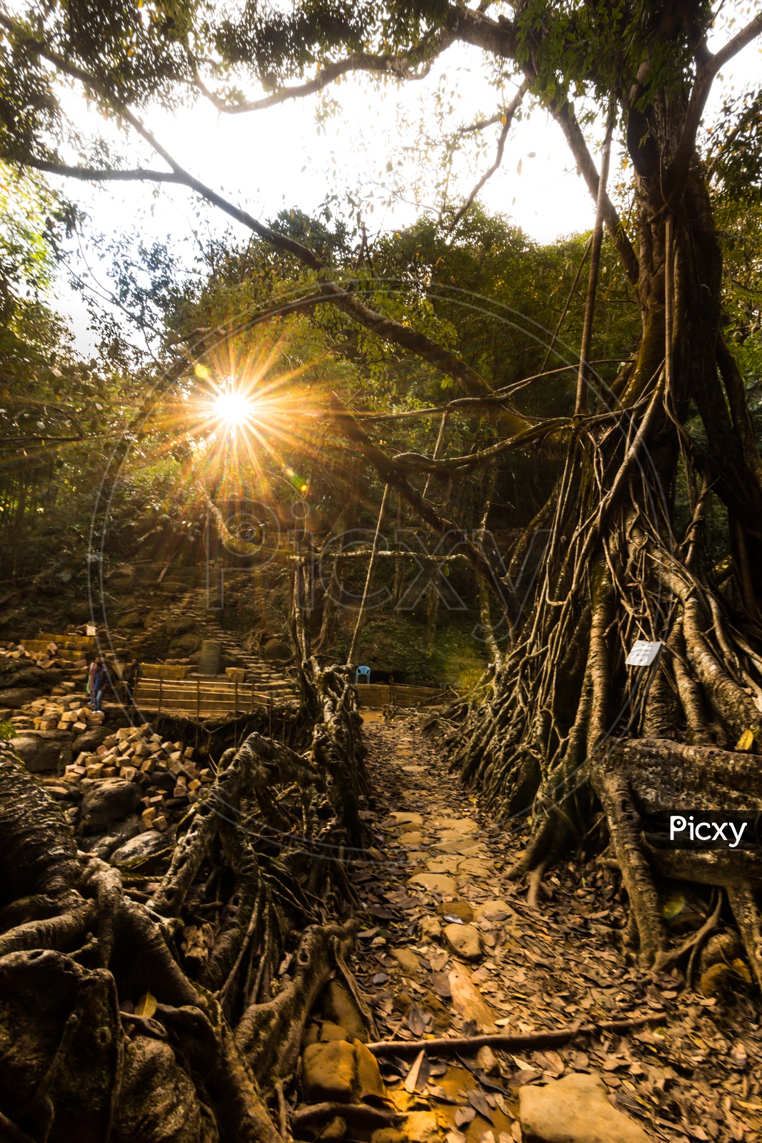 Naturally Formed Pathways With Canopy of Big Wild Trees in Tropical Forests of Meghalaya