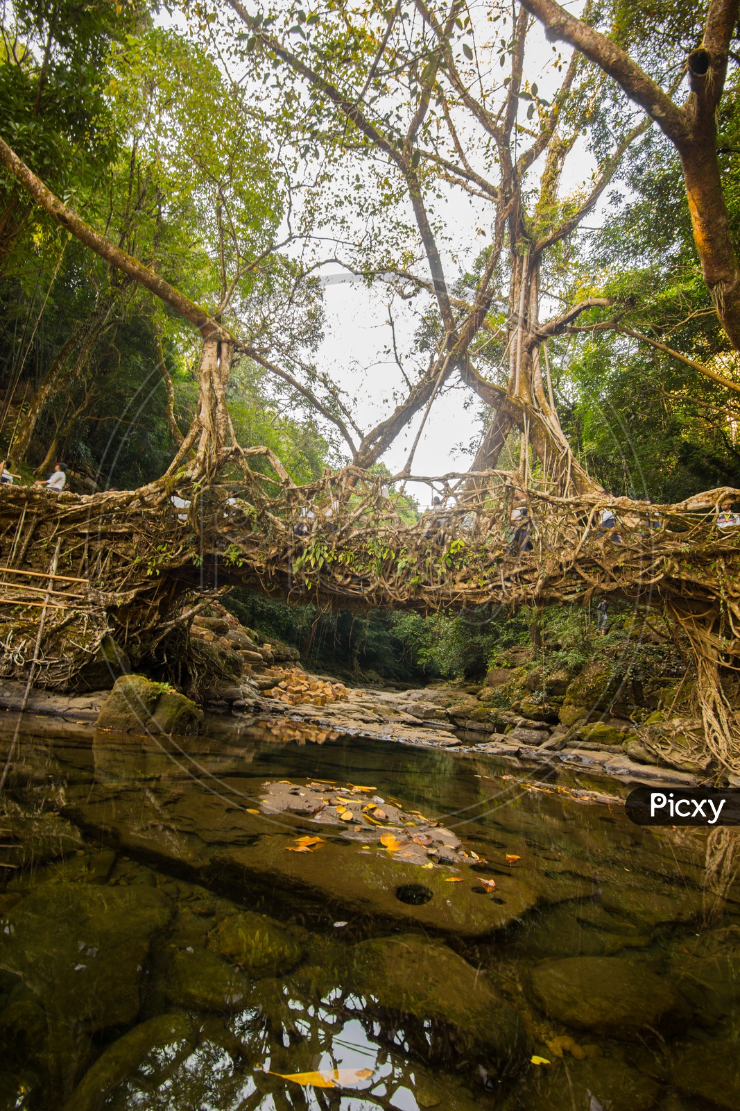 Naturally Formed Wild Tree Root Bridge In Forest