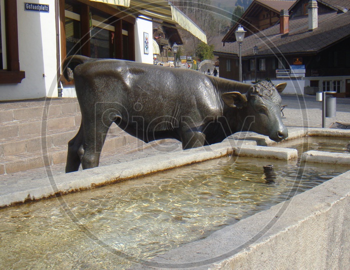 A Bull Statue in Thun