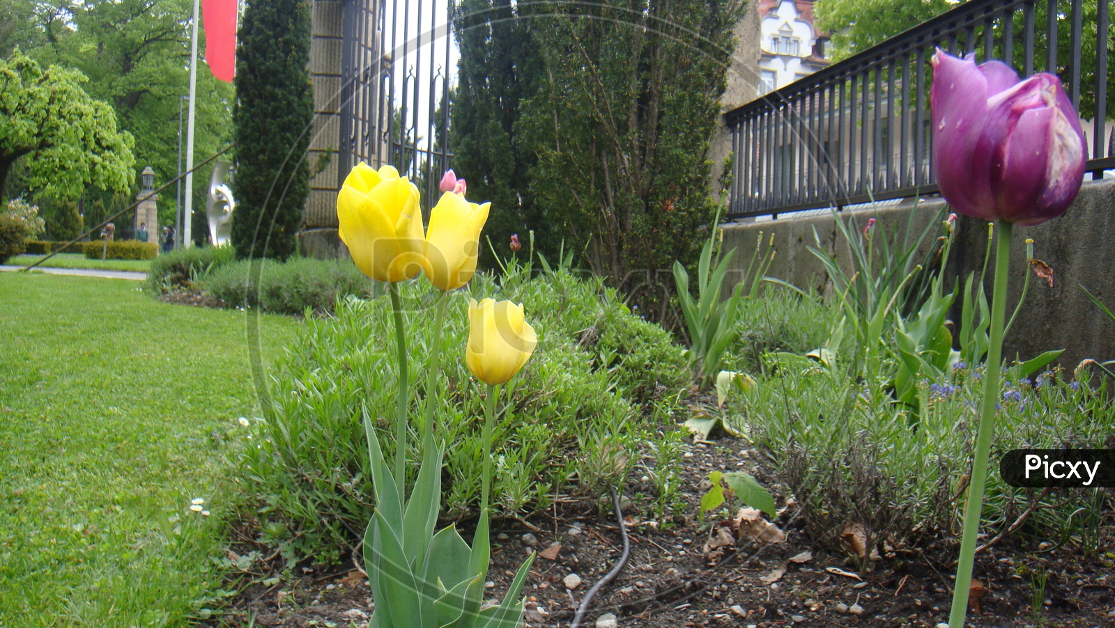 Yellow Tulips in garden