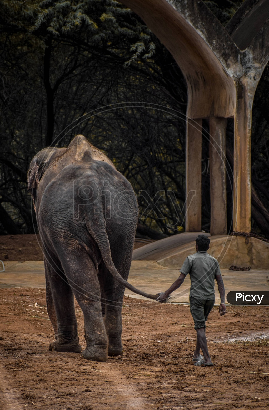 Elephant human relation, mahout