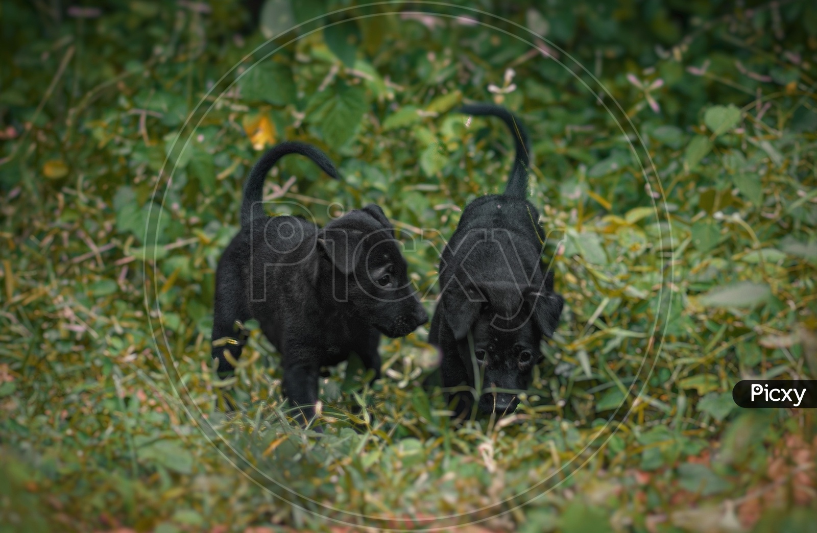 Black cute puppies conversation vegetation