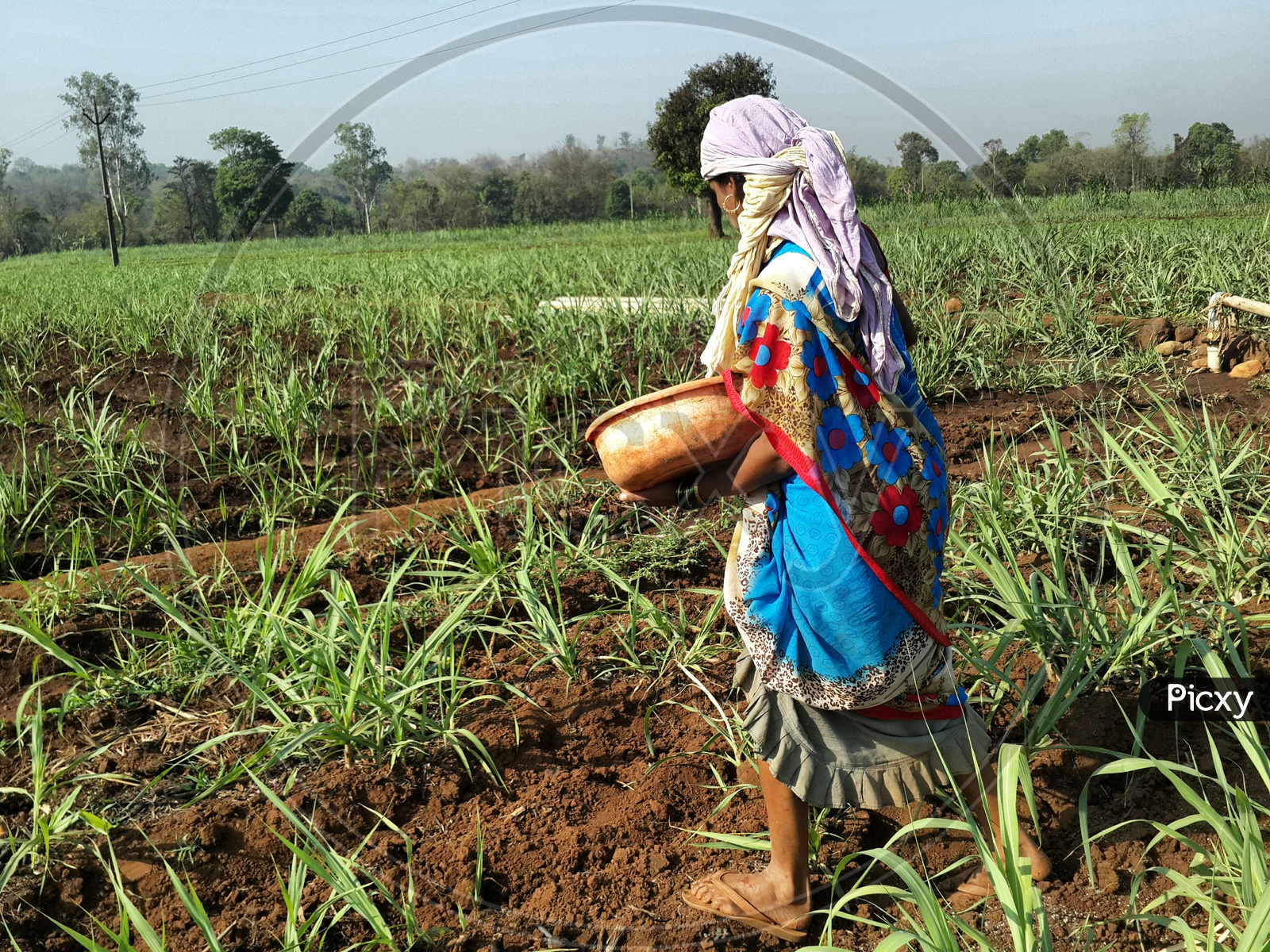 Women spreading fertilizer in farm