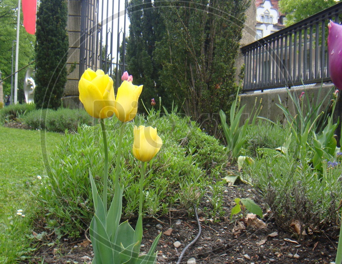 Yellow Tulips in garden