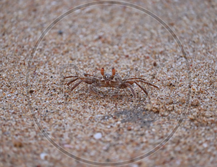 Crab Sand Beach Close Up. Cute Crab On Sand Beach. Sand Beach Crab Looking