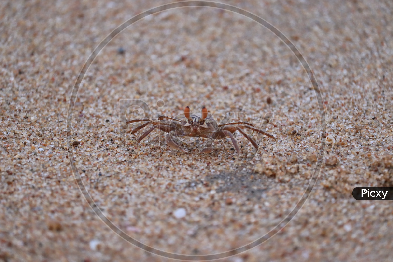 Crab Sand Beach Close Up. Cute Crab On Sand Beach. Sand Beach Crab Looking