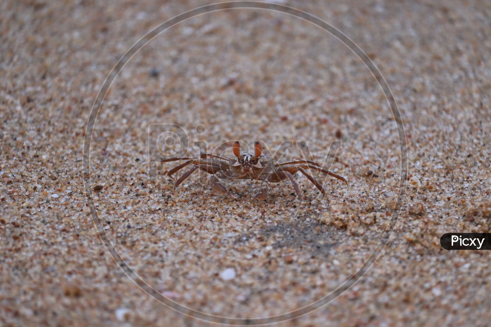 The Crab On Sandy Beach With Nice Background Color