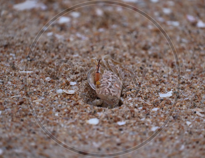 Ghost Crab On Beach.Crab Sand Beach Close Up. Cute Crab On Sand Beach. Sand Beach Crab Looking