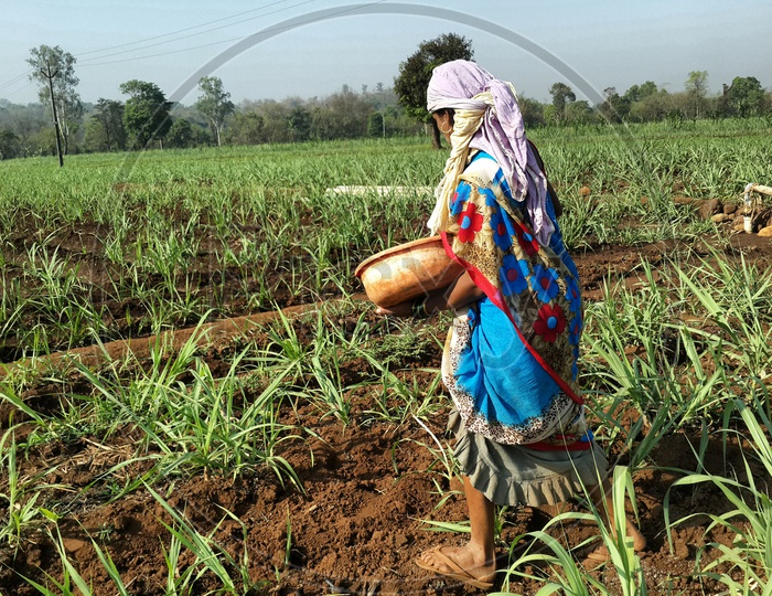 Women spreading fertilizer in farm