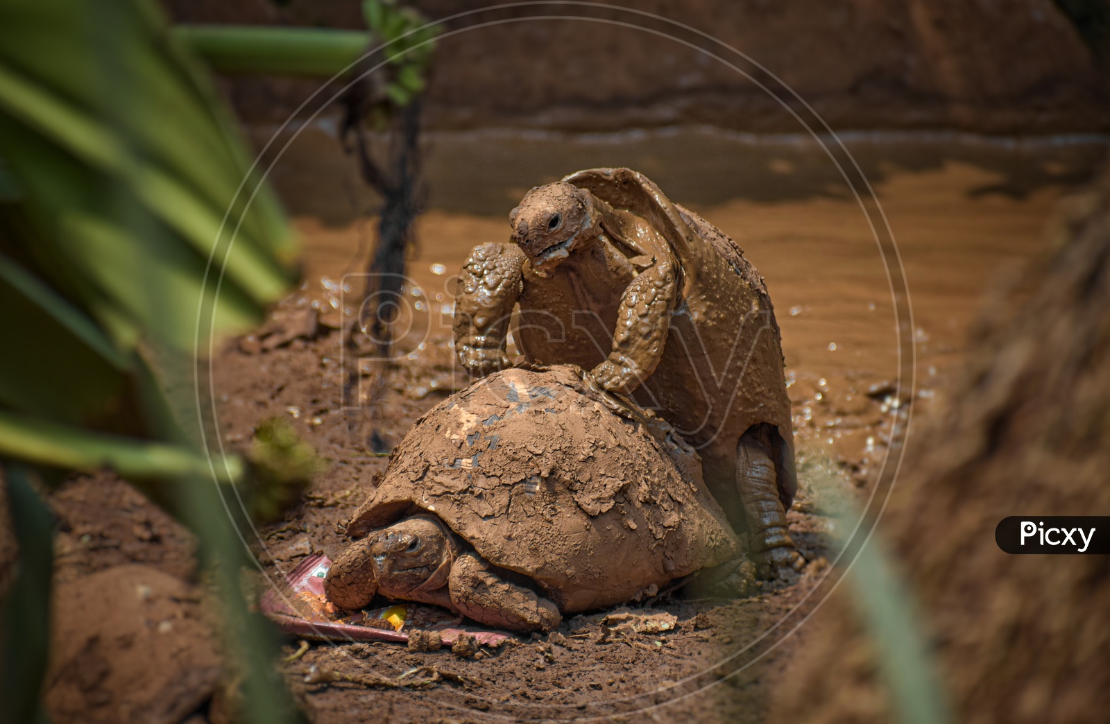 Mating Tortoises sexual impairment organism
