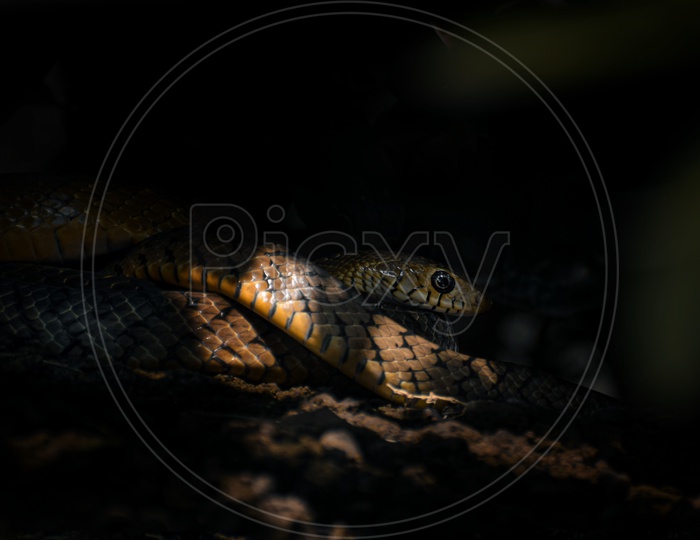 Reptile snake skin patterns ratsnake