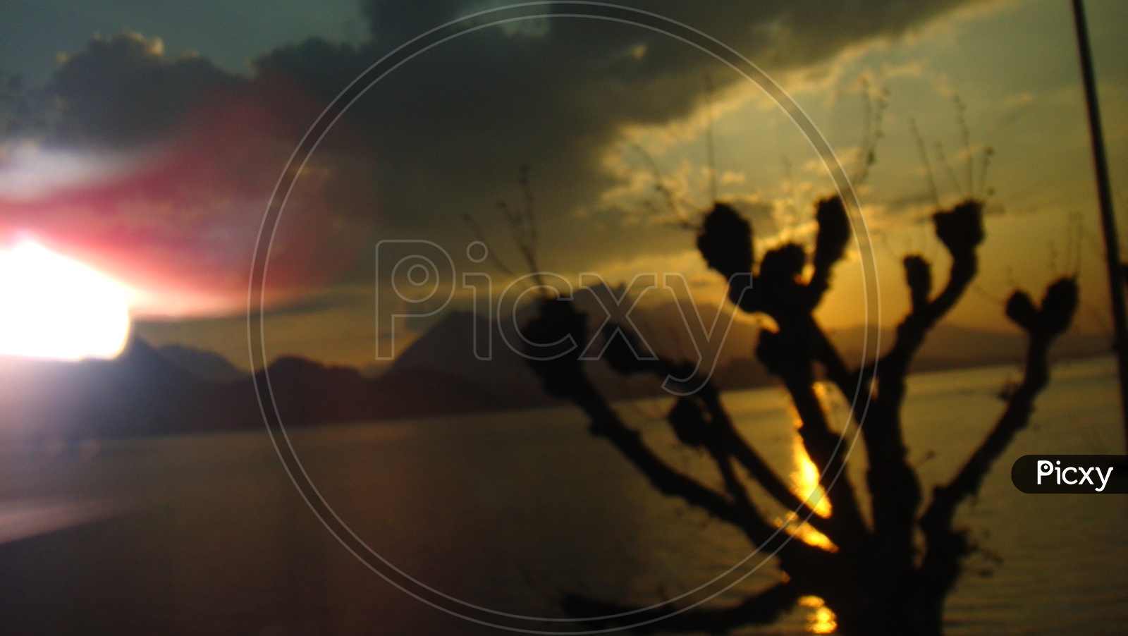 Silhouette of flower buds during sunset