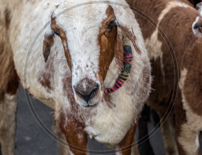 Brown goat with white stripes