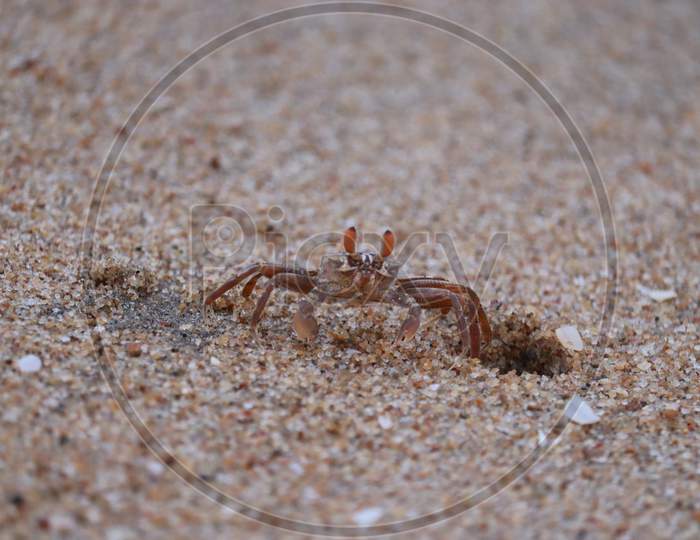 A Semiterrestrial Ghost Crab (Ocypodinae Arthropods) Walks Through The Sand Along Wiggins Pass, Florida. It Is Also Sometimes Known As A Sand Crab.The Crab On Sandy Beach With Nice Background Color