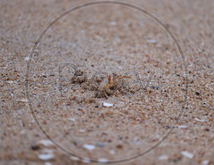 Ghost Crab On Beach.Crab Sand Beach Close Up. Cute Crab On Sand Beach. Sand Beach Crab Looking