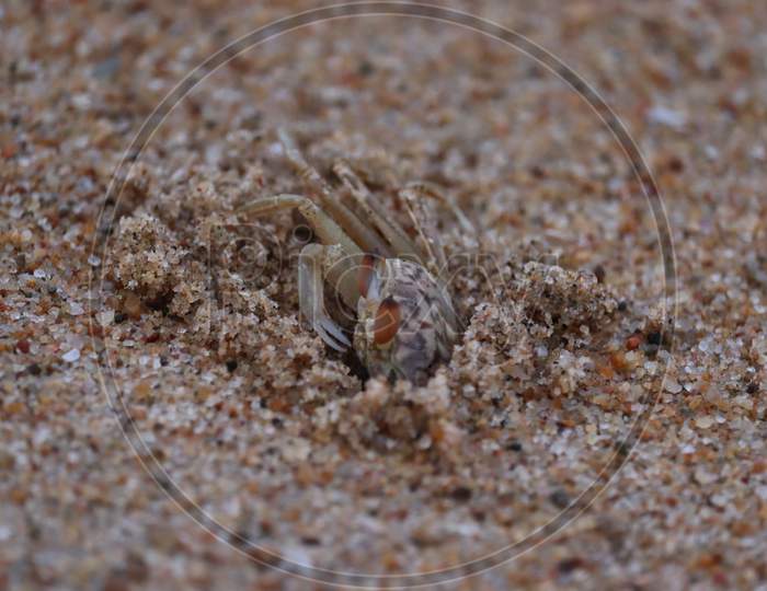Crab Sand Beach Close Up. Cute Crab On Sand Beach. Sand Beach Crab Looking.The Crab On Sandy Beach With Nice Background Color