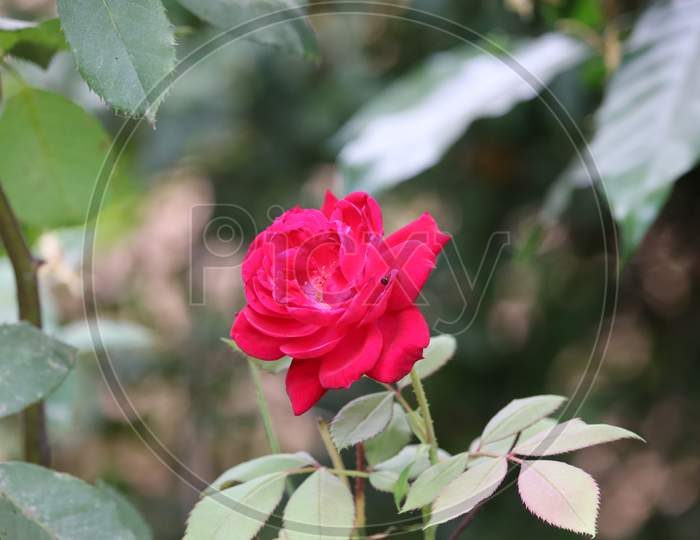 Red Rose Flower Blooming In Roses Garden On Background Red Roses Flowers.