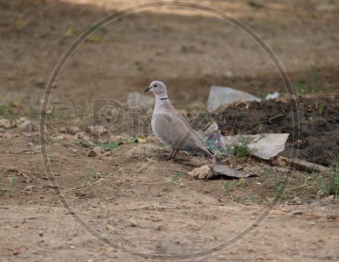 Beautiful White Dove, Dove Of Peace, On The Wet Road.The Eurasian Collared Dove Is A Dove Species Native To Europe And Asia