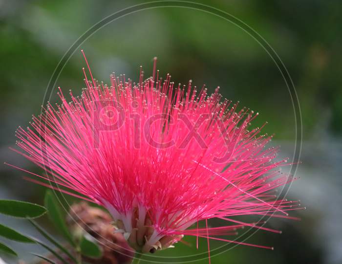 Mimosa Tree Blossom Or Powderpuff Bloom , Calliandra Surinamensis, Mimosaceae Family, Pink Powder Puff, Surinamese Stickpea, Surinam Powderpuff