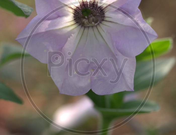 White Datura Flower Blooming on Plant