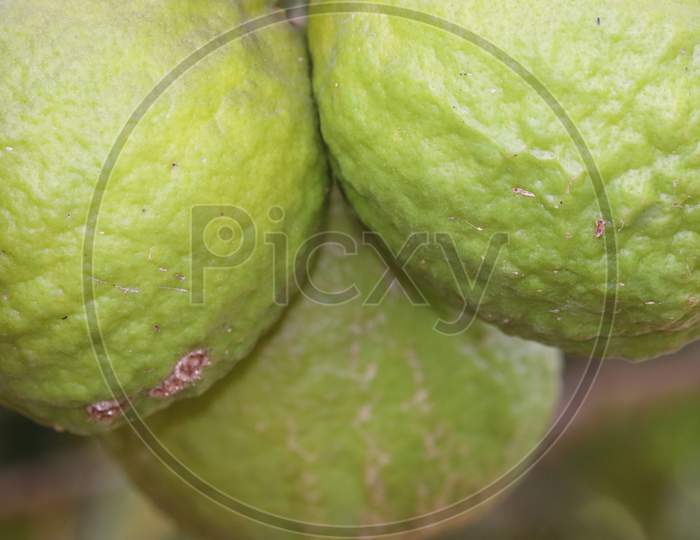 Lime Tree With Fruits Closeup.Green Organic Lime Citrus Fruit Hanging On Tree In Nature Background.