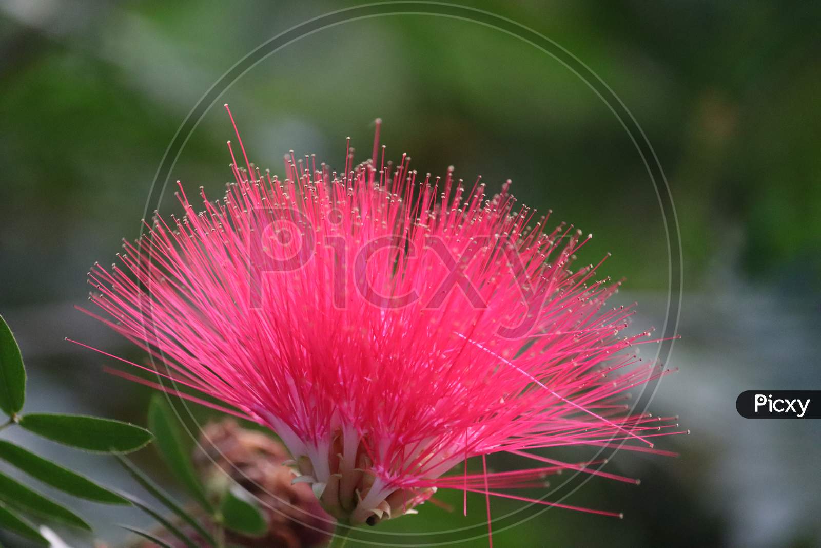 Mimosa Tree Blossom Or Powderpuff Bloom , Calliandra Surinamensis, Mimosaceae Family, Pink Powder Puff, Surinamese Stickpea, Surinam Powderpuff