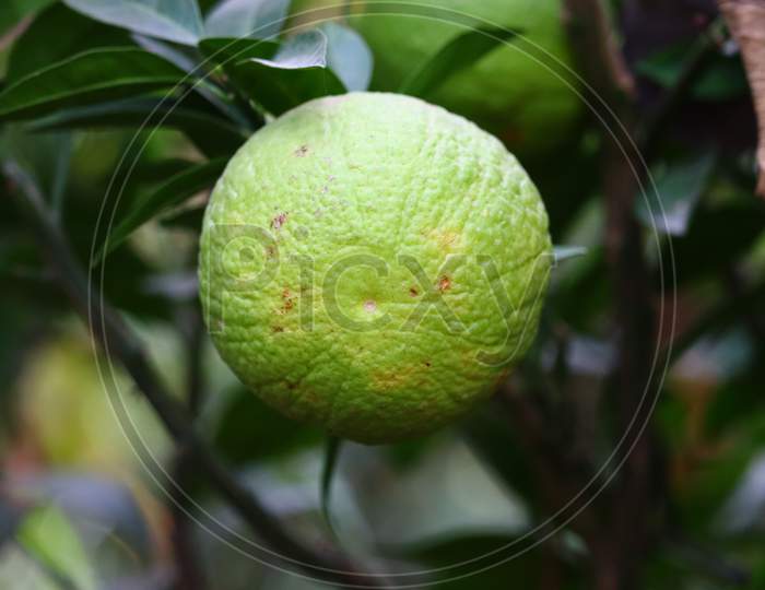 Lime Tree With Fruits Closeup.Green Organic Lime Citrus Fruit Hanging On Tree In Nature Background.