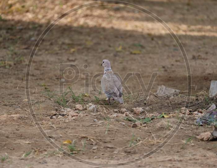 Beautiful Dove On The Ground, Dove Walking On Ground.Dove On The Earth, Dove On Landscape