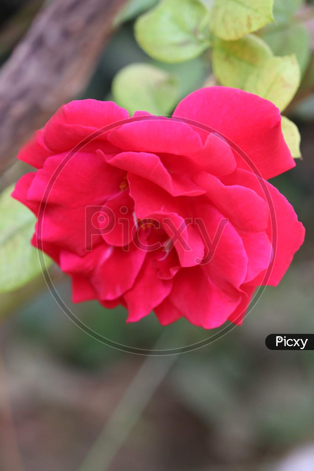 Buds Of Red Roses Among Green Leaves.Red Rose Flower Blooming In Roses Garden On Background Red Roses Flowers