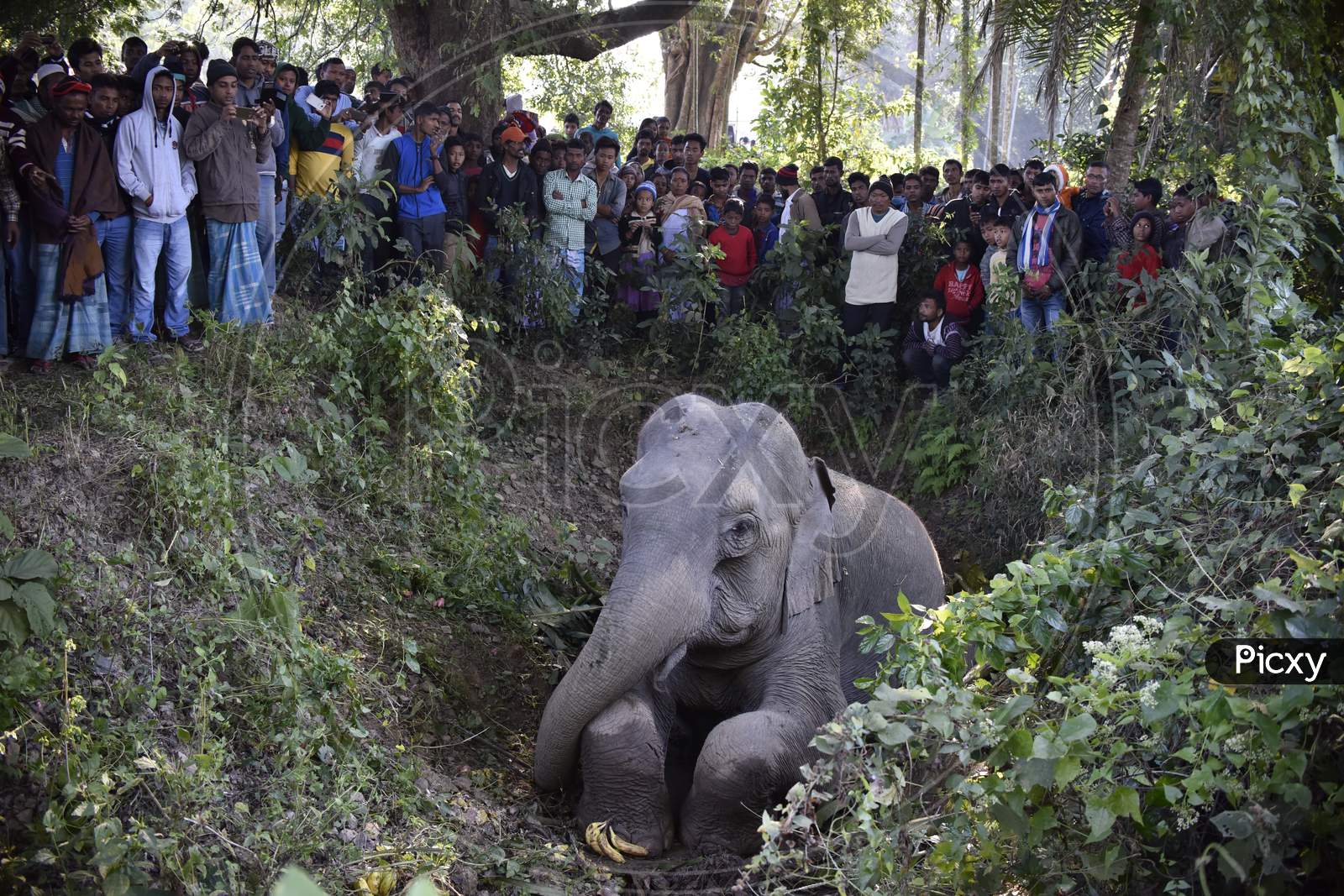 Wild elephant injured  after hit by train in Assam