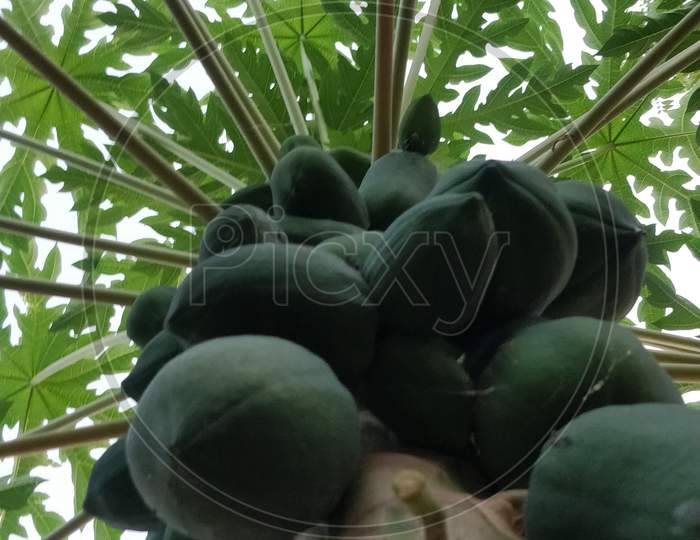 Papaya plant in vasavi college, namaste tadepalligudem
