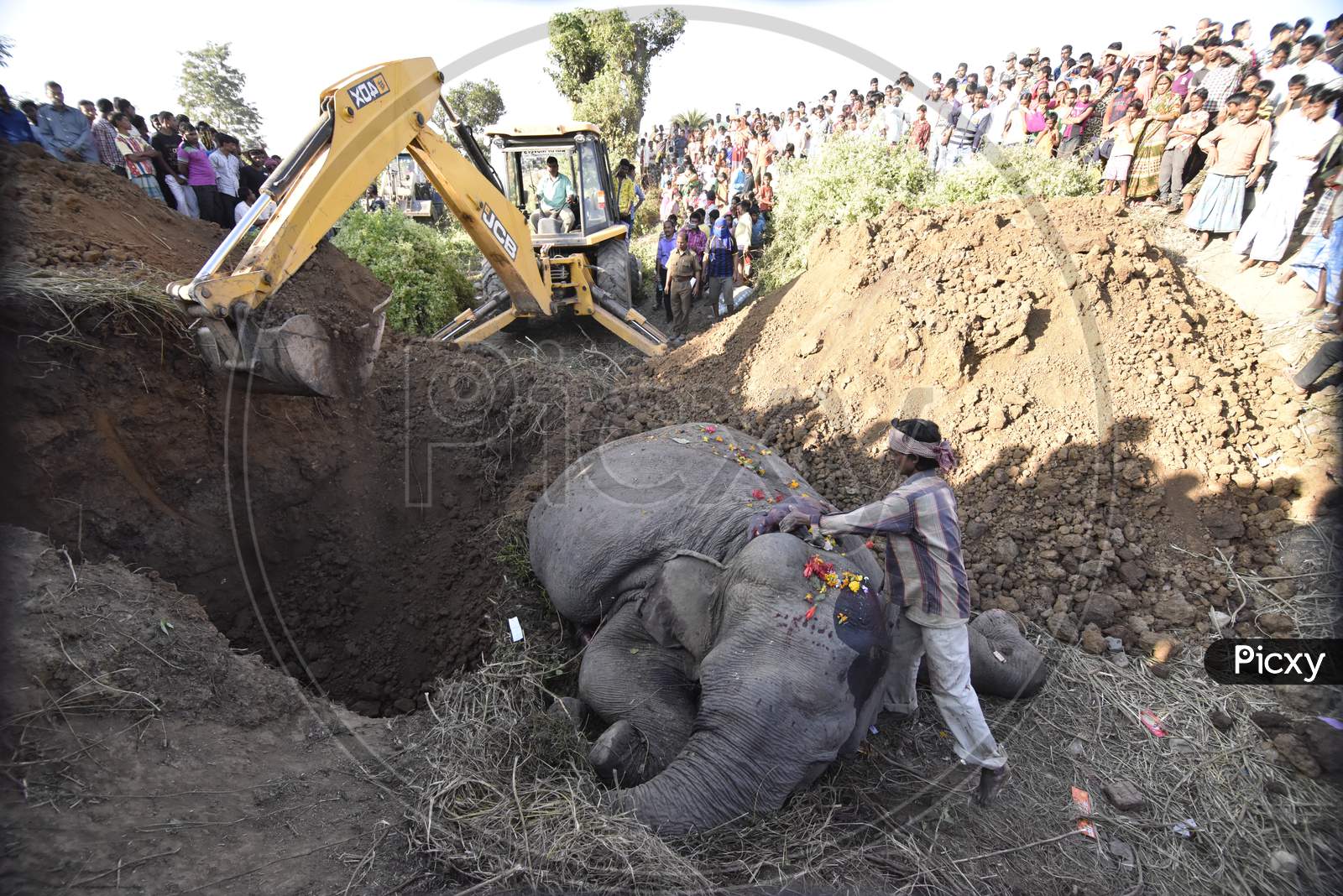 wild elephant hit by train in Assam