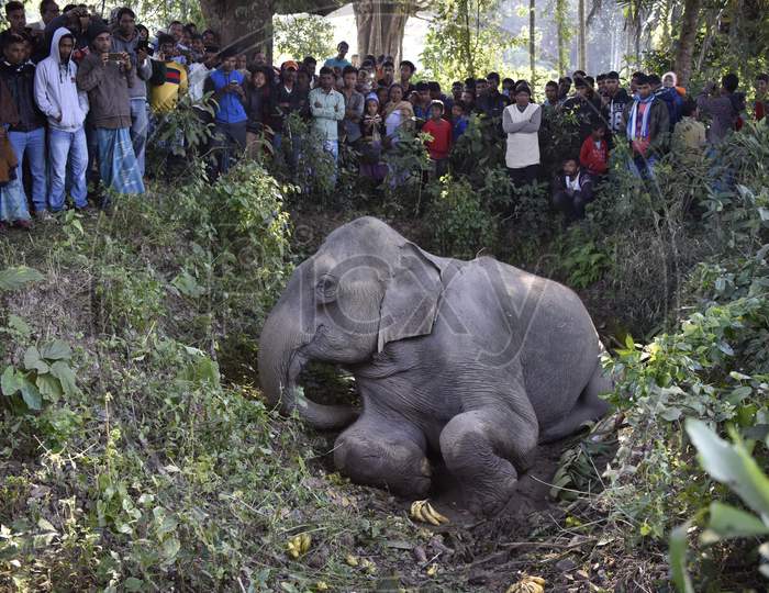 wild elephant injured after hit by train in Assam
