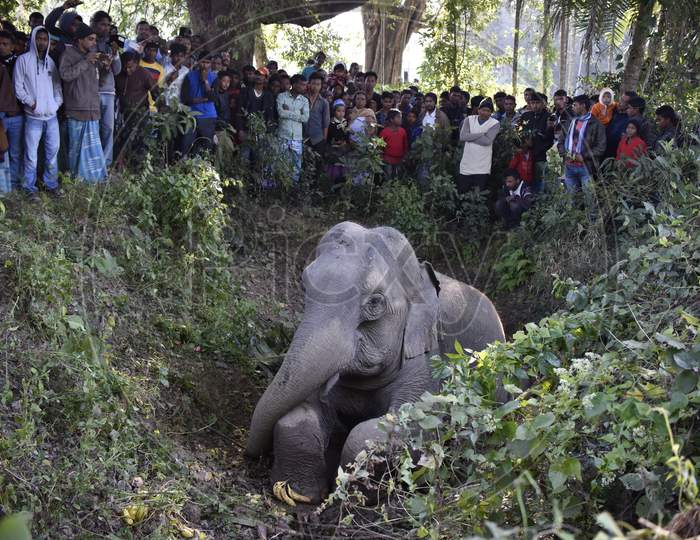 elephant  after hit by train in Assam