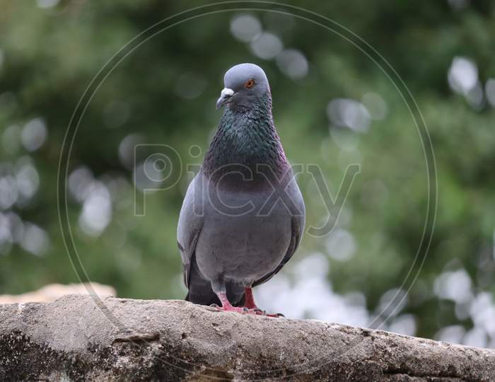 Front View Of The Face Of Rock Pigeon Face To Face.Rock Pigeons Crowd Streets And Public Squares, Living On Discarded Food And Offerings Of Birdseed.