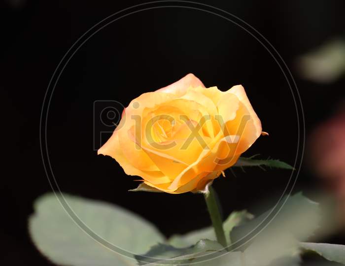 Beautiful Bush Of Yellow Roses In A Spring Garden. Rose Garden.Close Up Yellow Rose