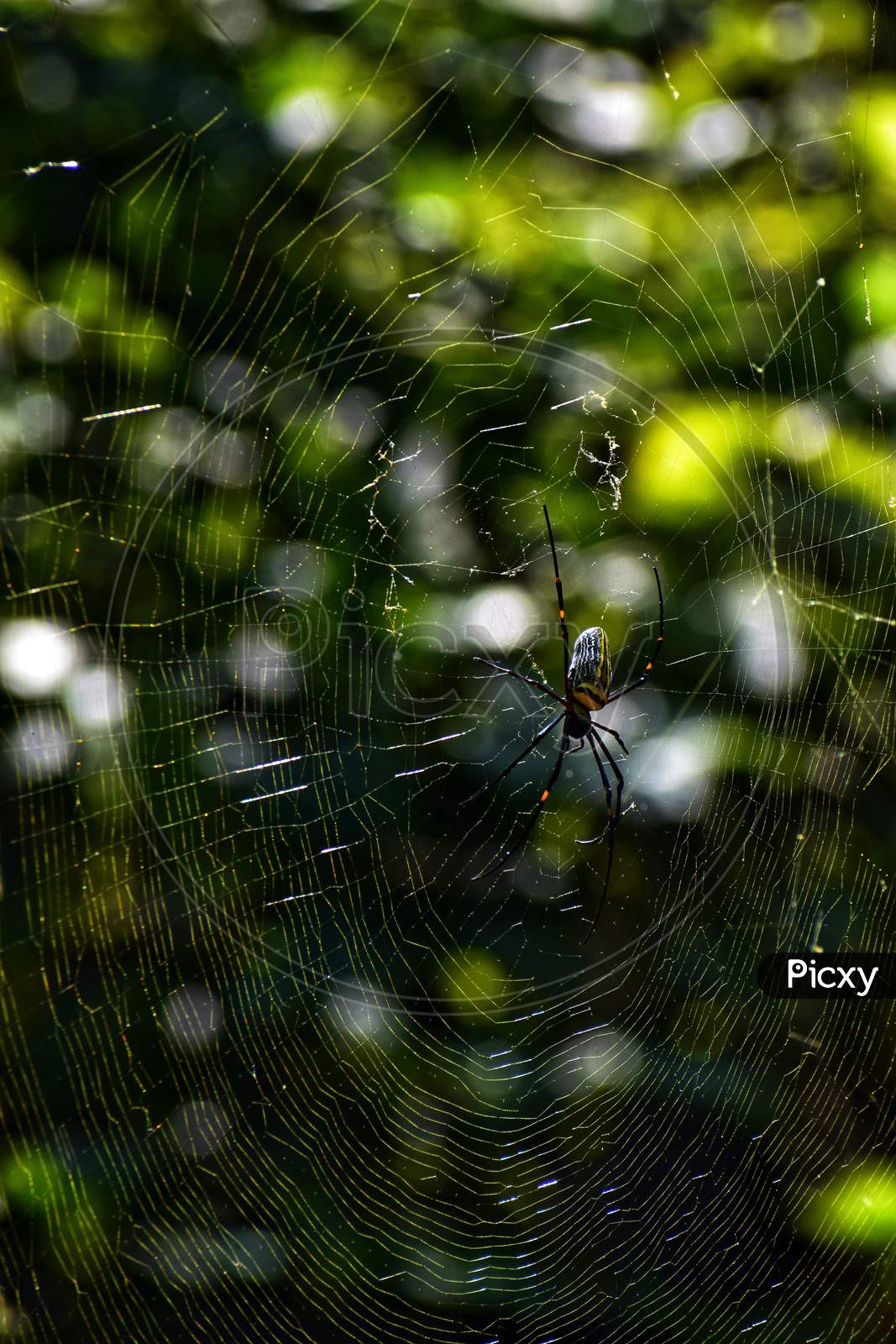 Monday Spider