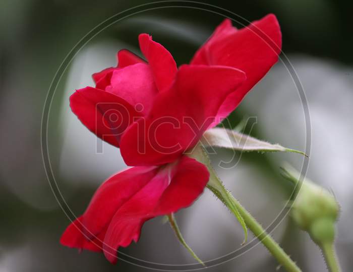 Large Bush Of Red Roses On A Background Of Nature.Red Rose Flower Blooming In Roses Garden On Background Red Roses Flower