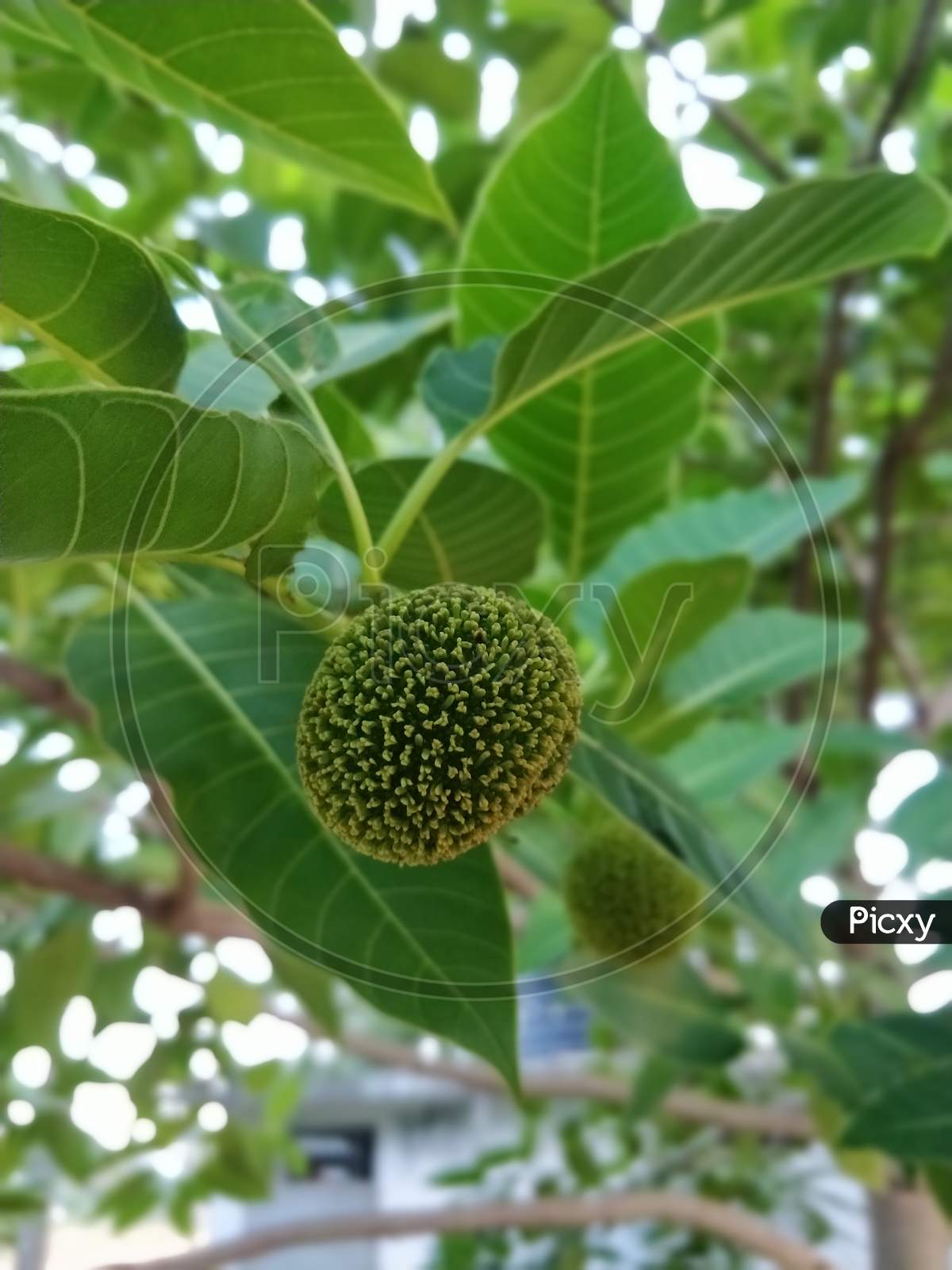 Mulberry fruit in my college