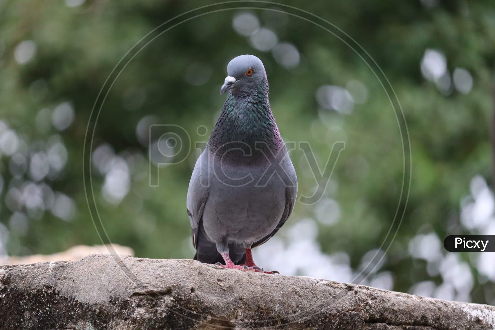 Front View Of The Face Of Rock Pigeon Face To Face.Rock Pigeons Crowd Streets And Public Squares, Living On Discarded Food And Offerings Of Birdseed.
