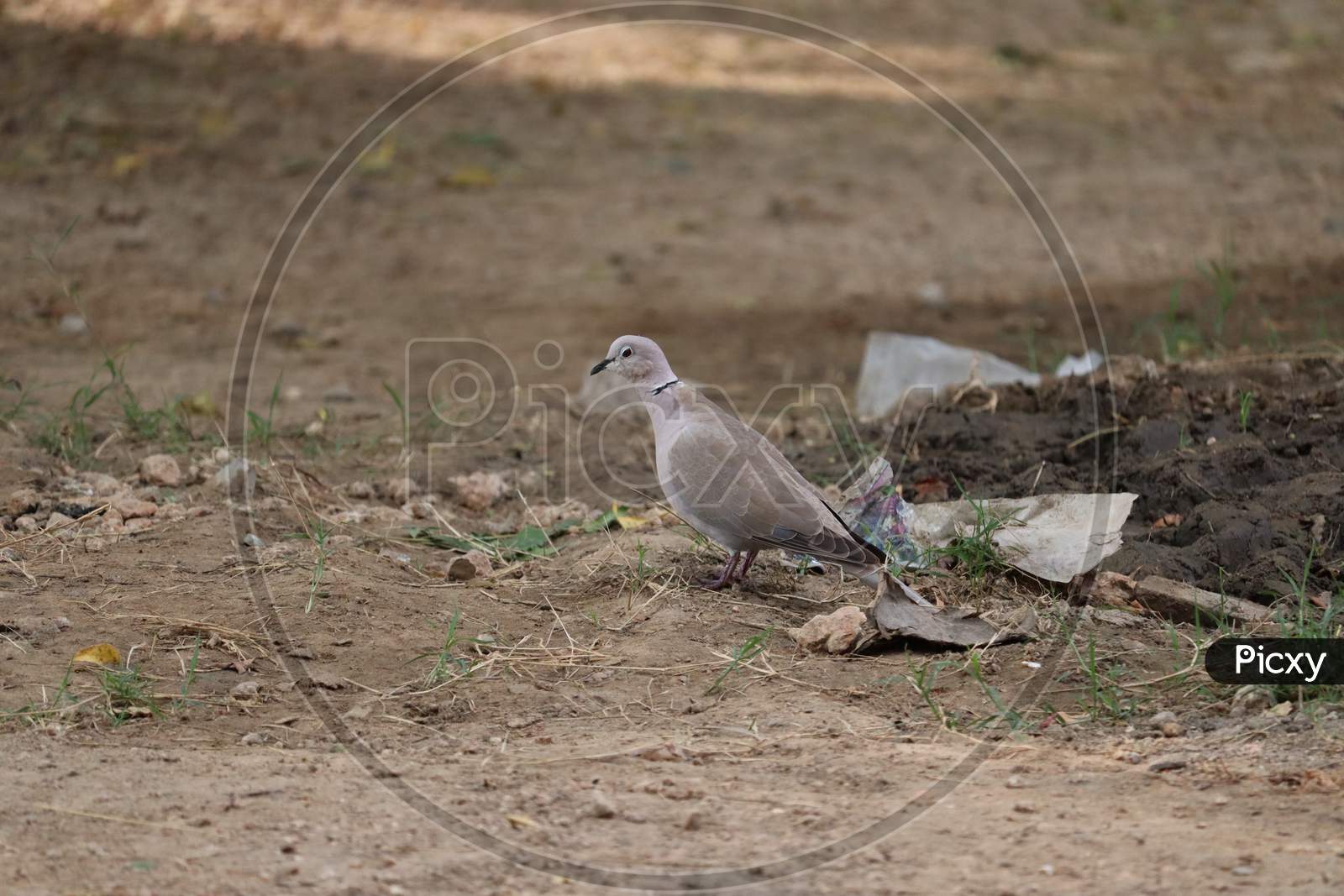 The Mourning Dove Is A Member Of The Dove Family, Columbidae. Beautiful Dove On The Ground, Dove Walking On Ground