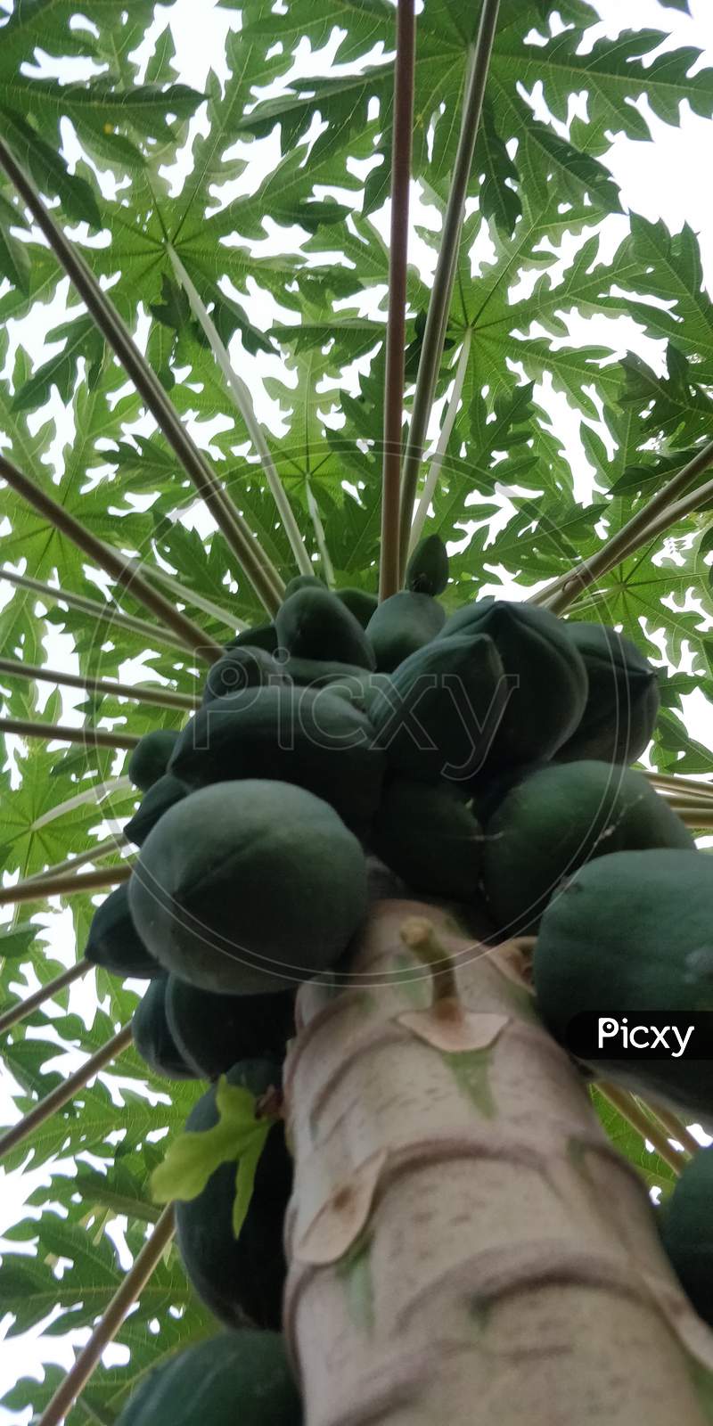 Papaya plant in vasavi college, namaste tadepalligudem