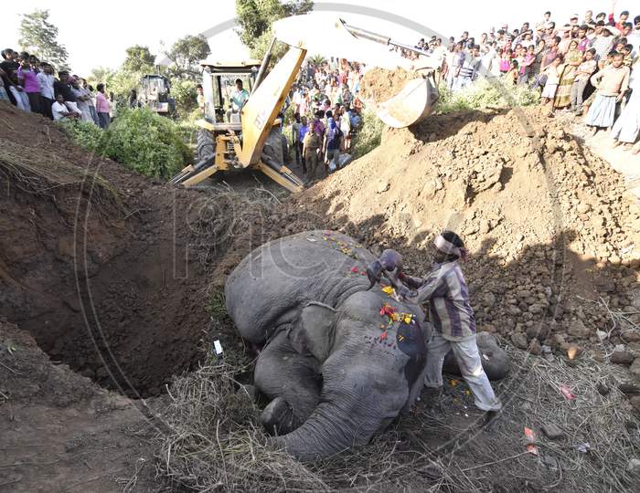wild elephant  dead after hit by train in Assam